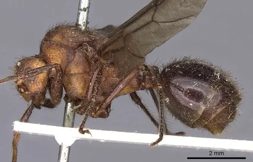 Myrmicaria brunnea specimen CASENT0900498 image casent0900498_3