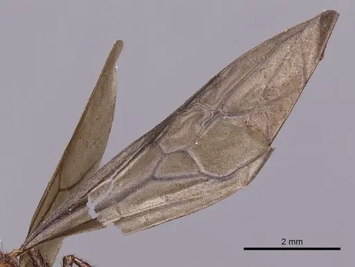 Myrmicaria brunnea specimen CASENT0900498 image casent0900498_4