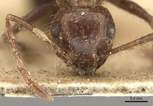 Myrmicaria brunnea specimen CASENT0901426 image casent0901426_2