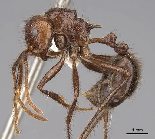 Myrmicaria brunnea specimen CASENT0923004 image casent0923004_3