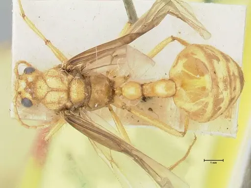Myrmicaria brunnea specimen FOCOL1595 image focol1595_1