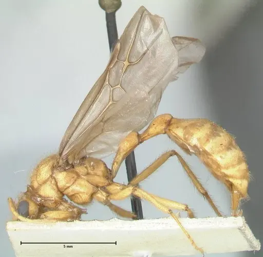 Myrmicaria brunnea specimen FOCOL1595 image focol1595_3