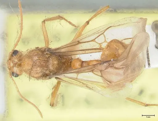 Myrmicaria brunnea specimen FOCOL1596 image focol1596_1