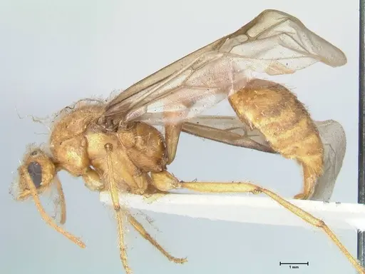 Myrmicaria brunnea specimen FOCOL1596 image focol1596_3