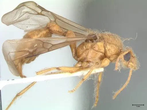 Myrmicaria brunnea specimen FOCOL1596 image focol1596_4