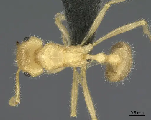 Myrmicaria buenaventei specimen CASENT0923699 image casent0923699_1