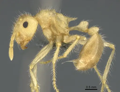 Myrmicaria buenaventei specimen CASENT0923699 image casent0923699_3