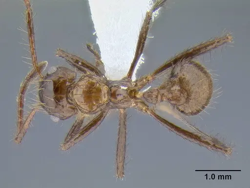 Myrmicaria carinata specimen CASENT0106282 image casent0106282_1