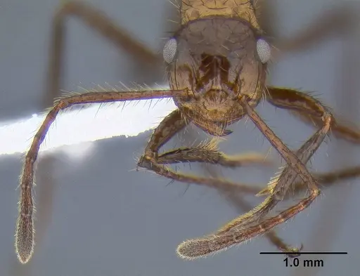 Myrmicaria carinata specimen CASENT0106282 image casent0106282_2