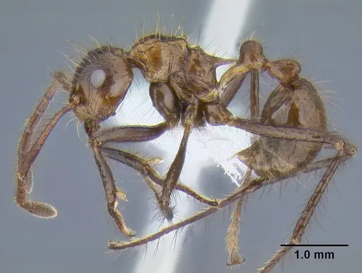Myrmicaria carinata specimen CASENT0106282 image casent0106282_3