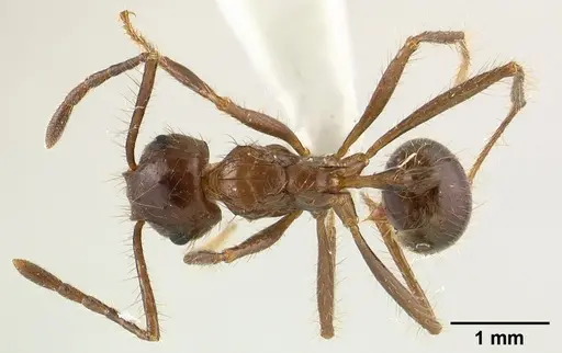 Myrmicaria carinata specimen CASENT0179015 image casent0179015_1