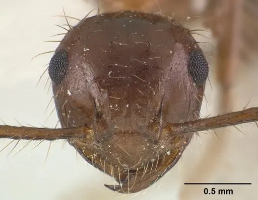 Myrmicaria carinata specimen CASENT0179015 image casent0179015_2