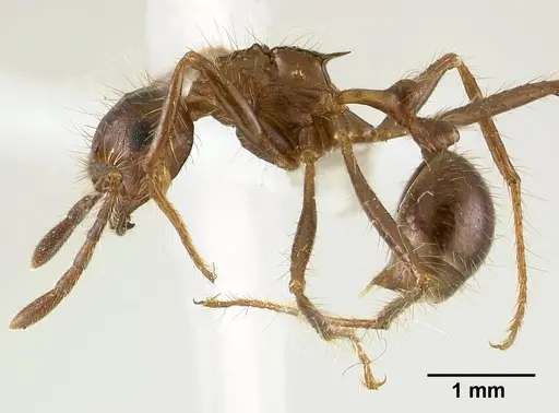 Myrmicaria carinata specimen CASENT0179015 image casent0179015_3