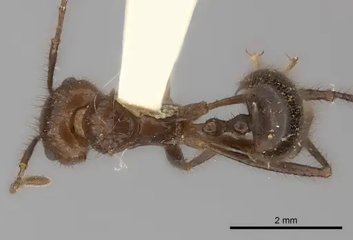 Myrmicaria carinata specimen CASENT0217893 image casent0217893_1