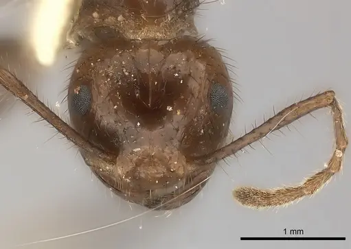 Myrmicaria carinata specimen CASENT0217893 image casent0217893_2