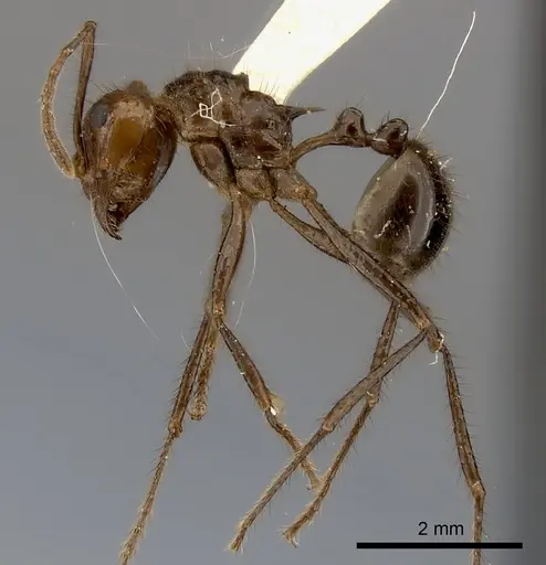Myrmicaria carinata specimen CASENT0217893 image casent0217893_3