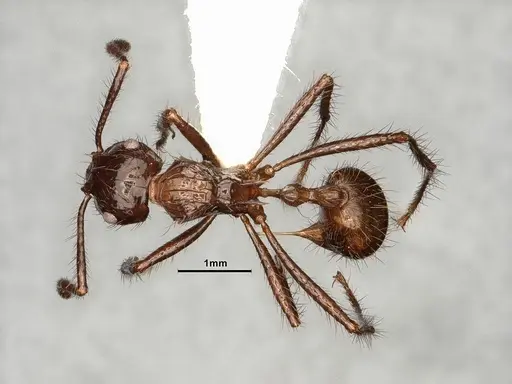 Myrmicaria carinata specimen CASENT0884304 image casent0884304_1