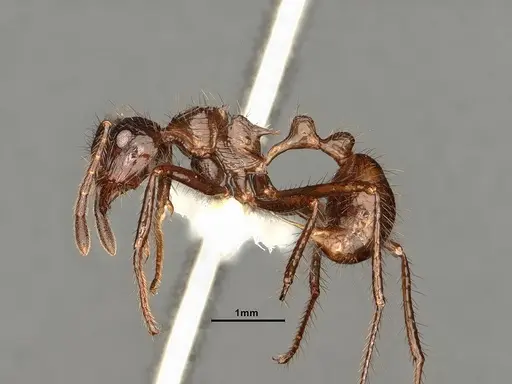 Myrmicaria carinata specimen CASENT0884304 image casent0884304_3