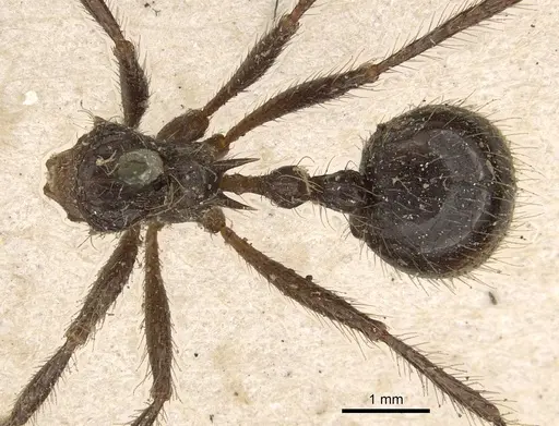 Myrmicaria carinata specimen CASENT0901427 image casent0901427_1