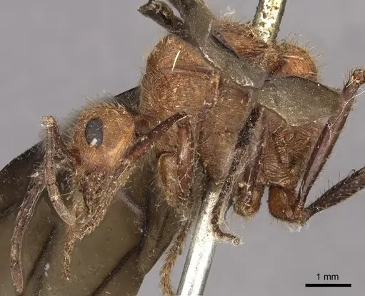 Myrmicaria carinata specimen CASENT0901429 image casent0901429_3