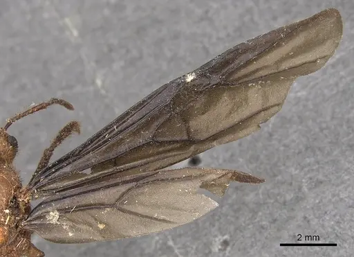 Myrmicaria carinata specimen CASENT0901429 image casent0901429_4