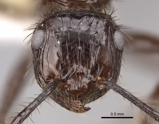 Myrmicaria carinata specimen CASENT0923005 image casent0923005_2