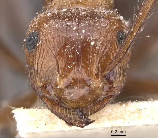 Myrmicaria distincta specimen CASENT0913034 image casent0913034_2