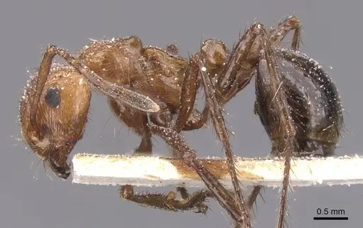 Myrmicaria distincta specimen CASENT0913034 image casent0913034_3
