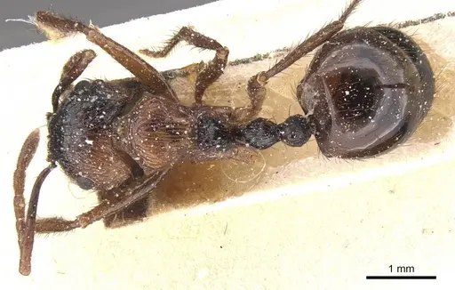 Myrmicaria distincta specimen CASENT0913035 image casent0913035_1