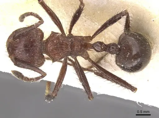 Myrmicaria distincta specimen CASENT0913036 image casent0913036_1
