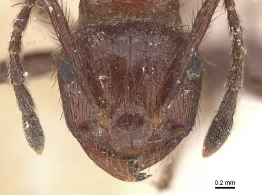 Myrmicaria distincta specimen CASENT0913036 image casent0913036_2