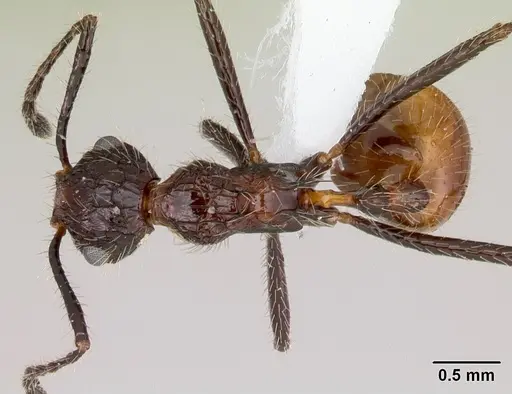 Myrmicaria exigua specimen CASENT0403455 image casent0403455_1