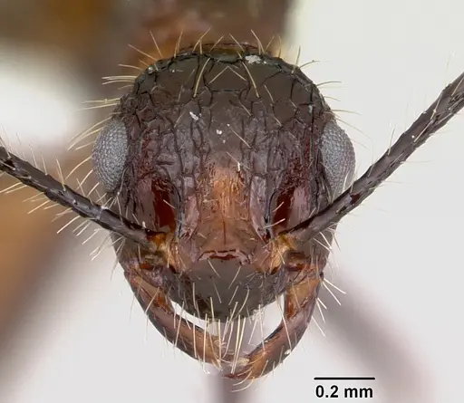 Myrmicaria exigua specimen CASENT0403455 image casent0403455_2