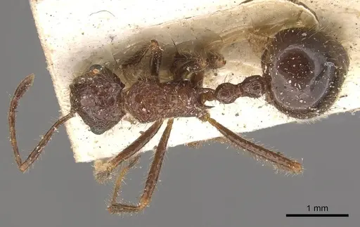 Myrmicaria exigua specimen CASENT0908326 image casent0908326_1