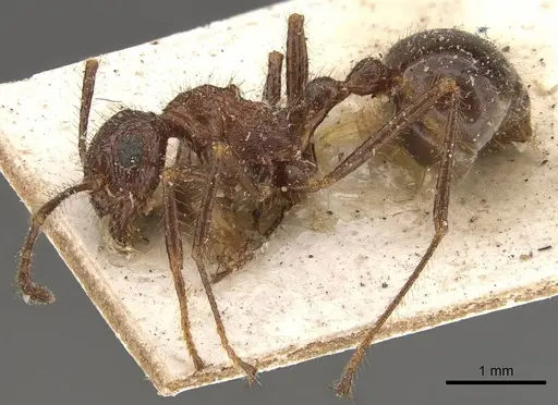 Myrmicaria exigua specimen CASENT0908326 image casent0908326_3