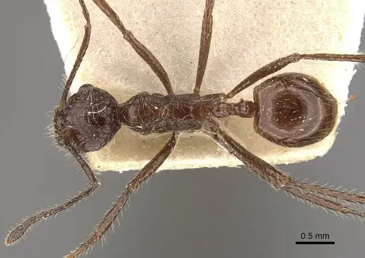 Myrmicaria exigua specimen CASENT0908327 image casent0908327_1