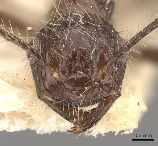Myrmicaria exigua specimen CASENT0908327 image casent0908327_2