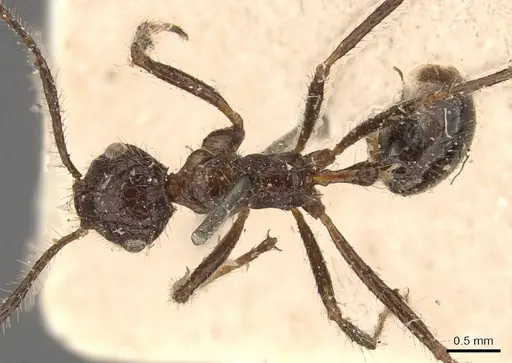 Myrmicaria exigua specimen CASENT0908328 image casent0908328_1