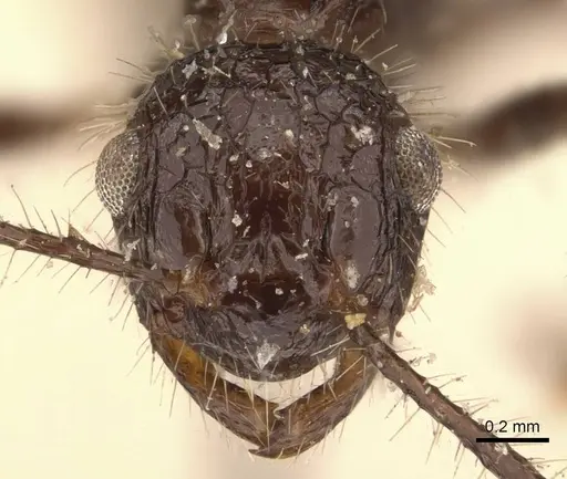 Myrmicaria exigua specimen CASENT0908328 image casent0908328_2