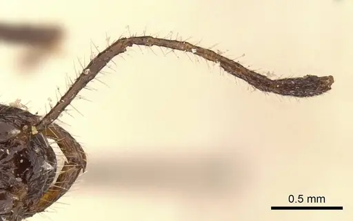 Myrmicaria exigua specimen CASENT0908328 image casent0908328_3