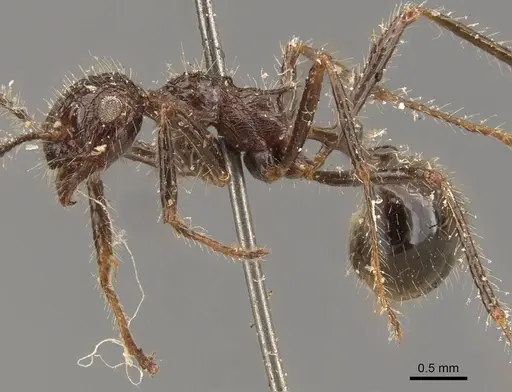 Myrmicaria exigua specimen CASENT0908328 image casent0908328_4