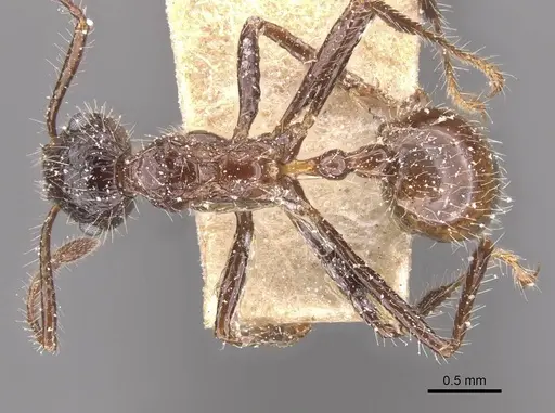 Myrmicaria exigua specimen CASENT0913037 image casent0913037_1
