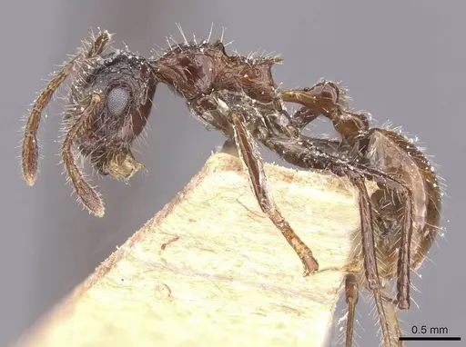 Myrmicaria exigua specimen CASENT0913037 image casent0913037_3