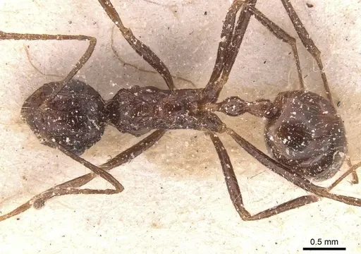 Myrmicaria exigua specimen CASENT0913038 image casent0913038_1