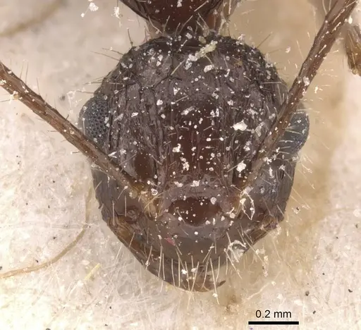 Myrmicaria exigua specimen CASENT0913038 image casent0913038_2