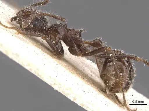 Myrmicaria exigua specimen CASENT0913038 image casent0913038_3