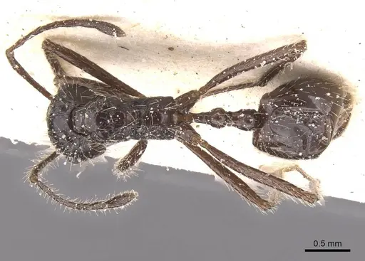 Myrmicaria exigua specimen CASENT0913039 image casent0913039_1