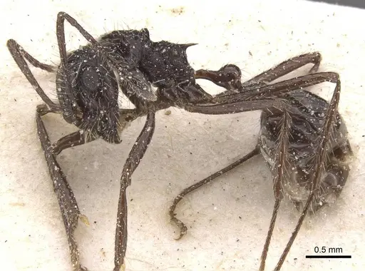 Myrmicaria exigua specimen CASENT0913039 image casent0913039_3