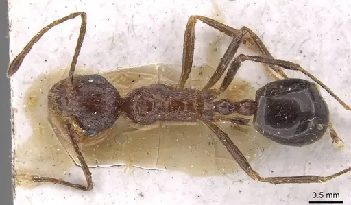 Myrmicaria exigua specimen CASENT0915404 image casent0915404_1