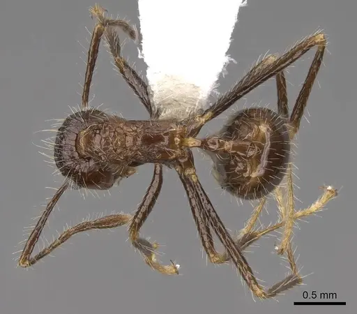 Myrmicaria exigua specimen CASENT0923006 image casent0923006_1